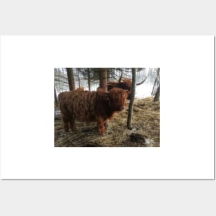 Scottish Highland Cattle Calf 1921 Posters and Art